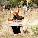 Oasi Muru Idda Будони