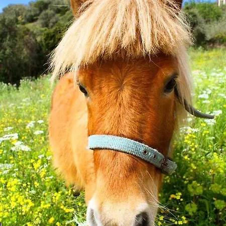 Oasi Muru Idda לינה וארוחת בוקר